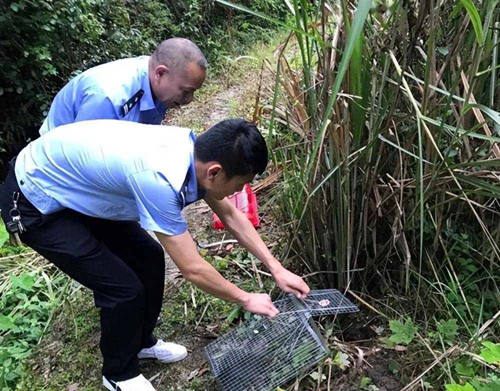 非法狩猎一般怎么判（刑法关于非法狩猎行政处罚标准） 第5张