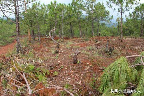 林地补偿标准是多少钱（国家林地赔偿规定及明细） 第1张