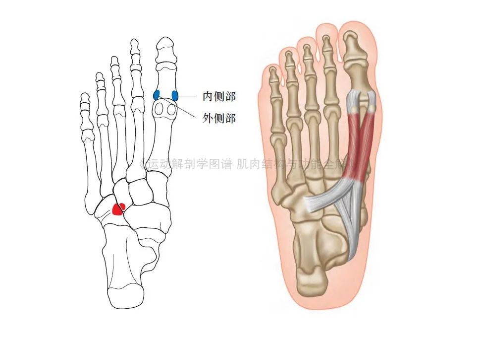 脚的各个部位详细图（足部肌肉解剖图解及展示） 第15张