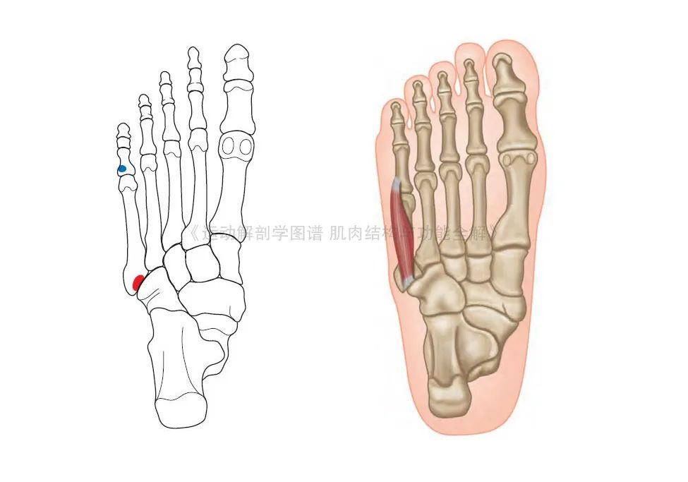 脚的各个部位详细图（足部肌肉解剖图解及展示） 第19张
