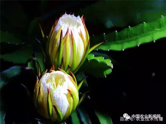 如何种植火龙果种子（火龙果种子育苗方法） 第11张