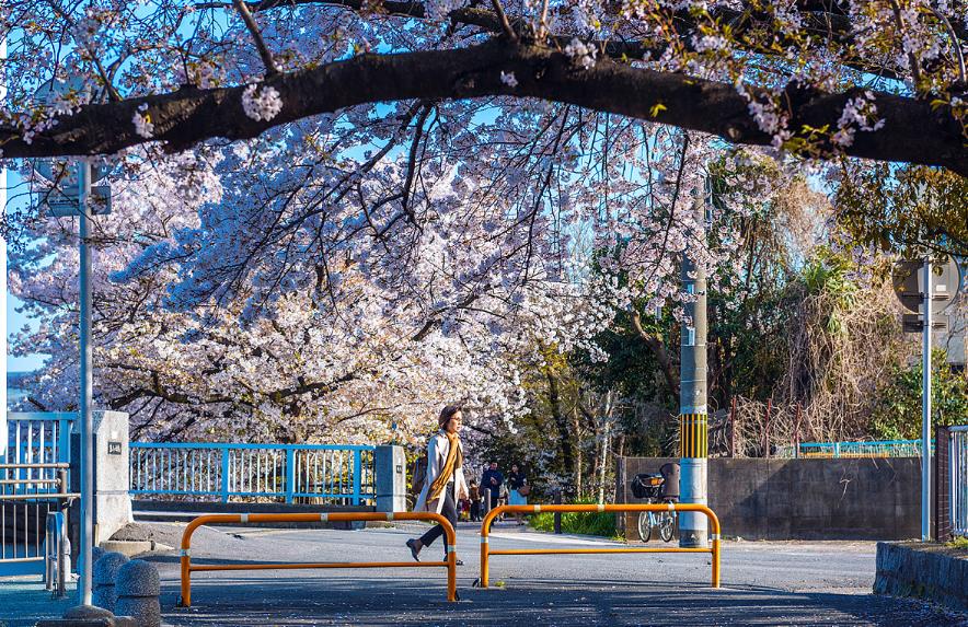 大学如何去日本留学（日本留学条件要求） 第1张