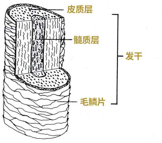 前面头发稀少怎么办（头发稀疏的恢复办法） 第3张