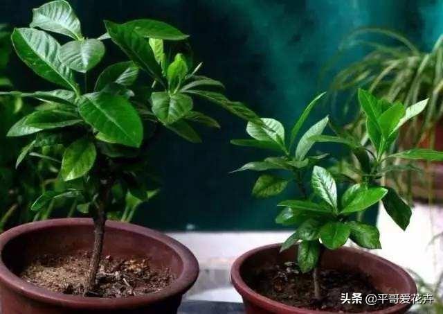 栀子花秋天怎么养才好（栀子花秋季养护方法） 第5张