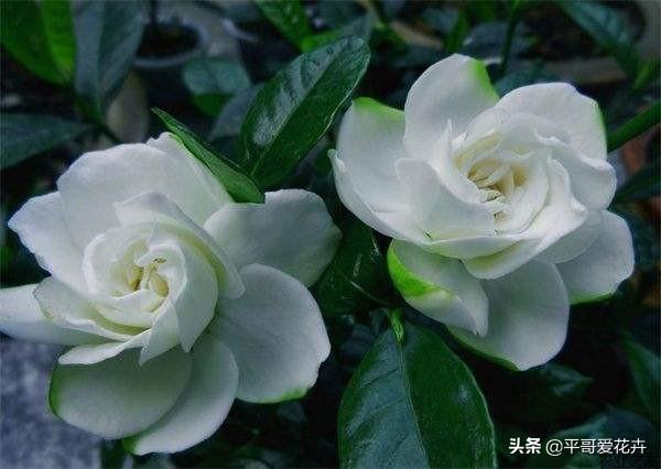 栀子花秋天怎么养才好（栀子花秋季养护方法） 第11张