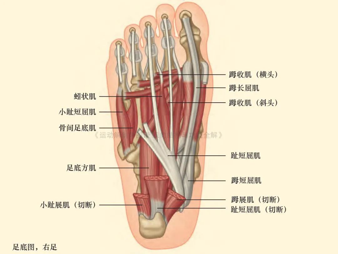 脚的各个部位详细图（足部肌肉解剖图解及展示） 第3张