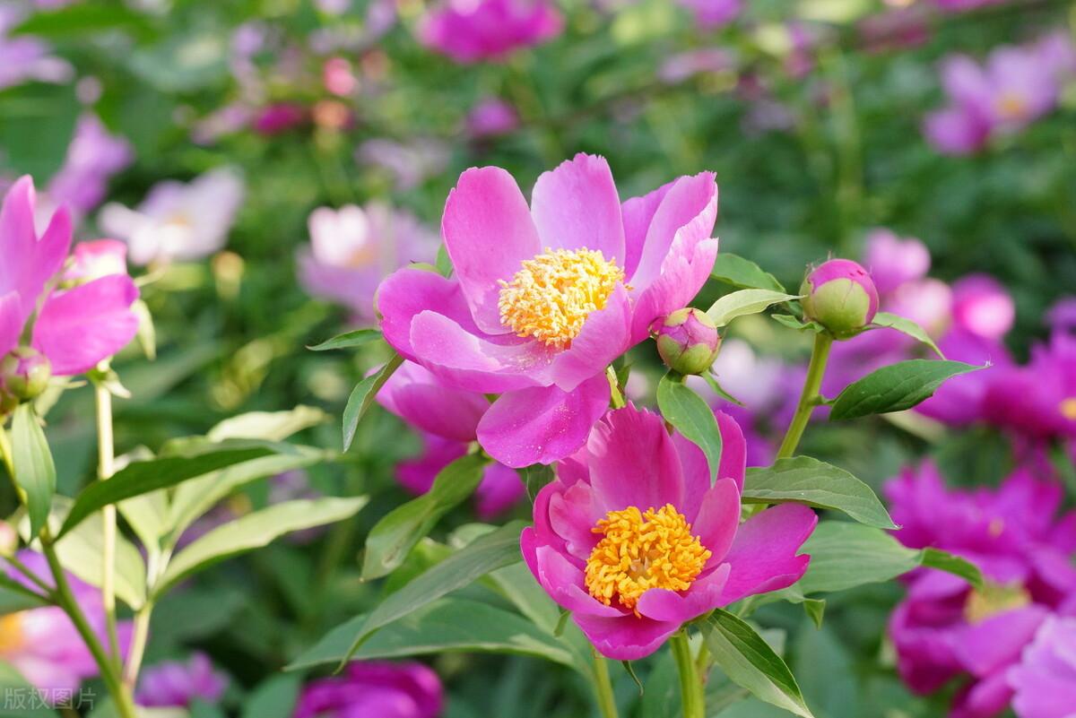 芍药为什么叫鬼花（看完芍药的象征寓意你就懂了） 第1张