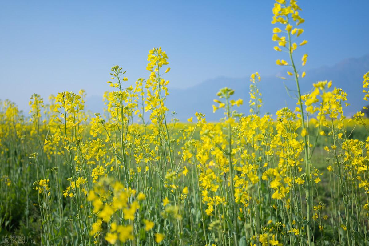 油菜花什么时候开（全国油菜花开花时间表） 第1张