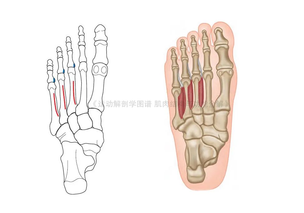 脚的各个部位详细图（足部肌肉解剖图解及展示） 第23张