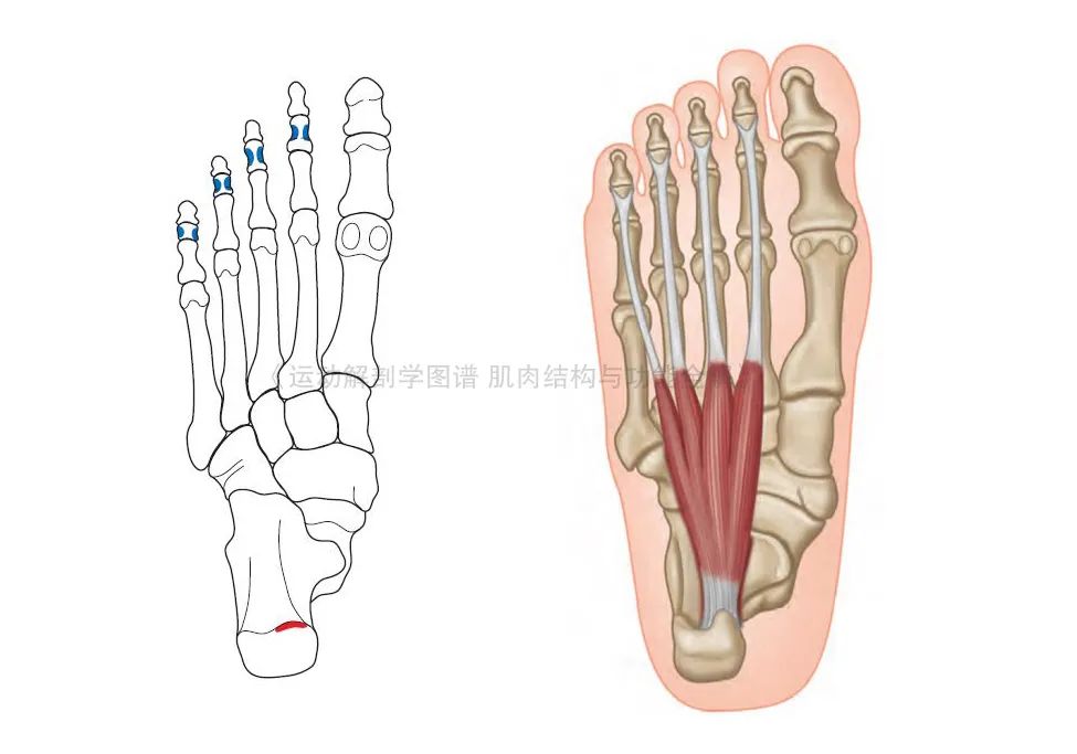 脚的各个部位详细图（足部肌肉解剖图解及展示） 第7张