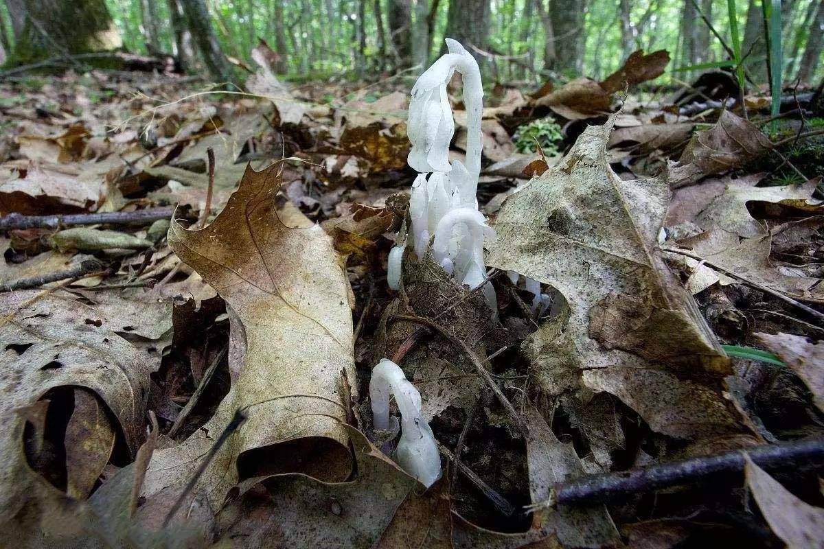 水晶兰为什么叫死亡之花（详解水晶兰植物特点） 第13张