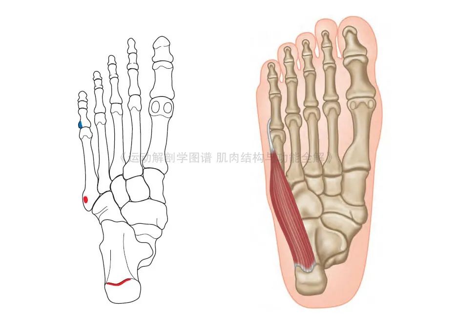脚的各个部位详细图（足部肌肉解剖图解及展示） 第9张