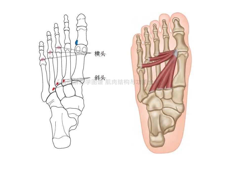 脚的各个部位详细图（足部肌肉解剖图解及展示） 第17张