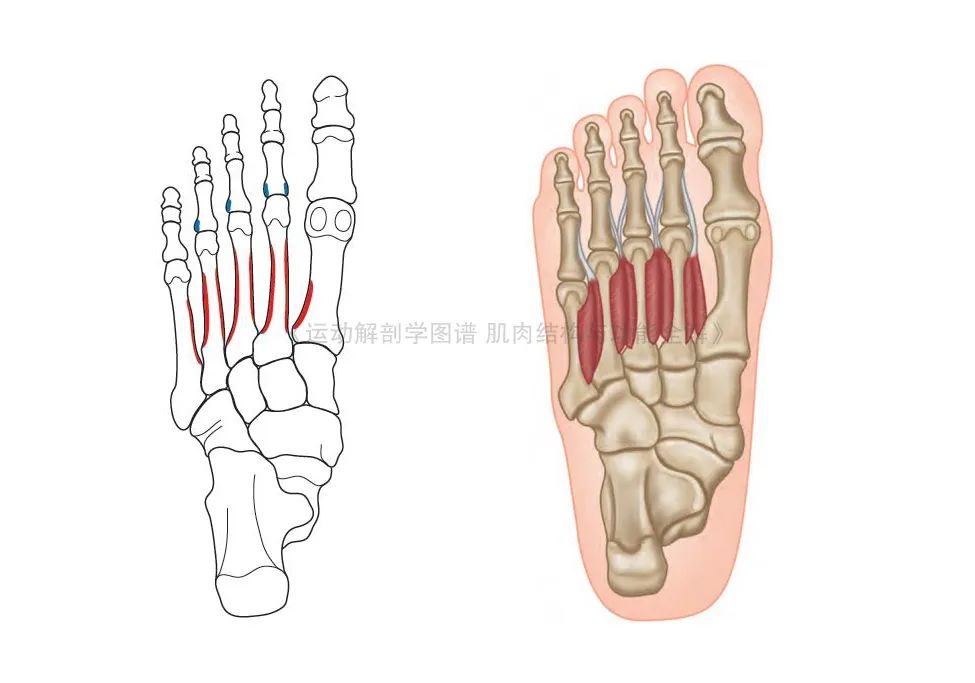 脚的各个部位详细图（足部肌肉解剖图解及展示） 第21张