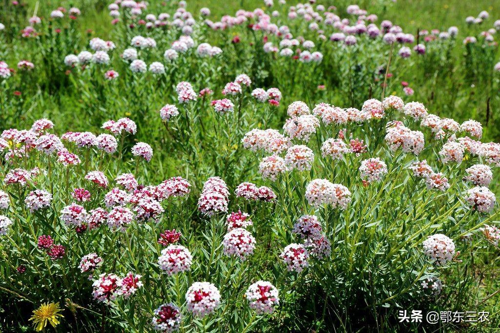 狼毒花植物长什么样子（实拍图片解读狼毒花形态特征） 第7张