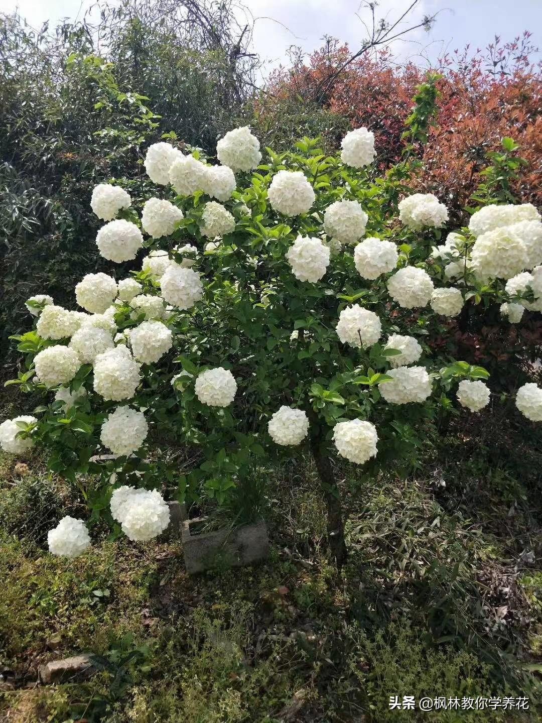 常年开花的树有哪些（推荐七种全年都开花的景观树） 第7张