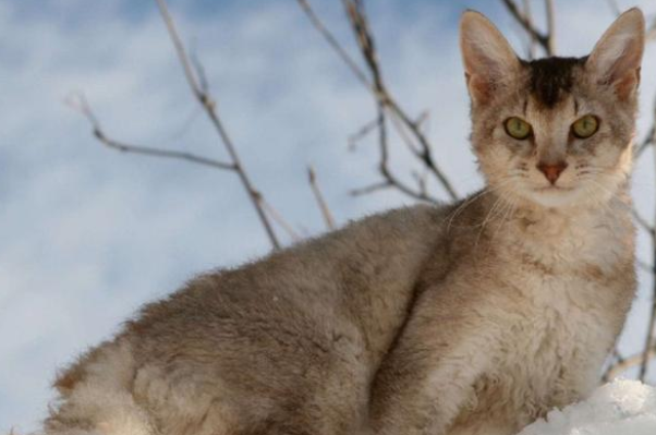 世界名贵猫咪排名前十,世界最名贵的猫是什么猫 第15张