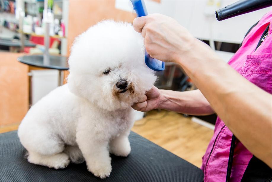 比熊犬好养吗？看看它的优缺点，就知道答案了 第21张