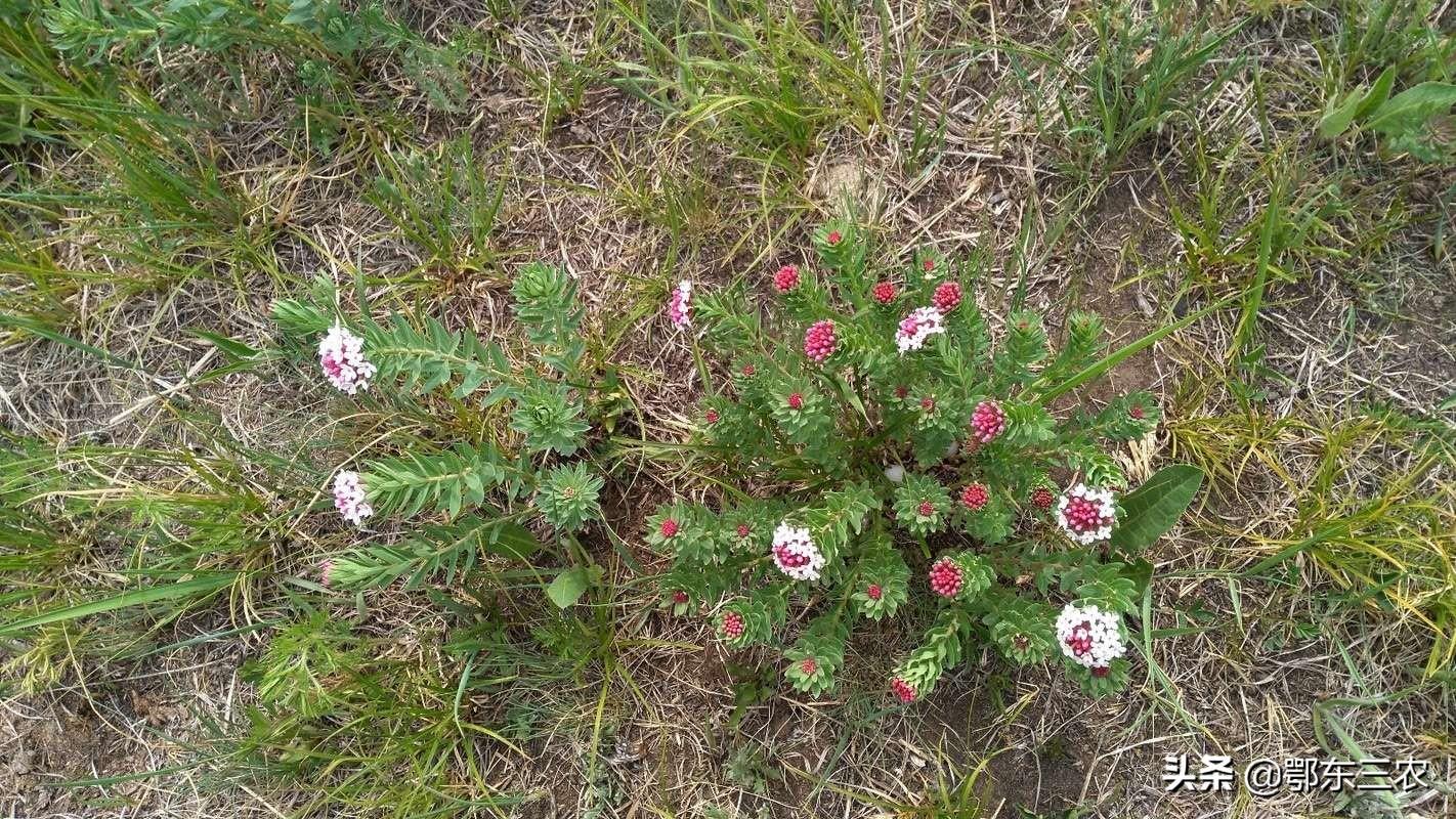 狼毒花植物长什么样子（实拍图片解读狼毒花形态特征） 第5张