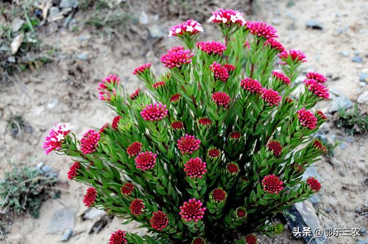 狼毒花植物长什么样子（实拍图片解读狼毒花形态特征） 第3张