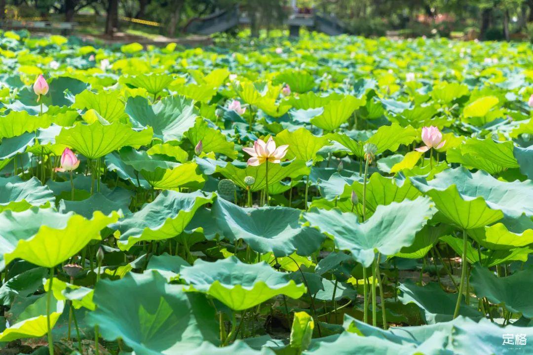 深圳旅游景点大全介绍（盘点深圳100个好玩的地方） 第103张