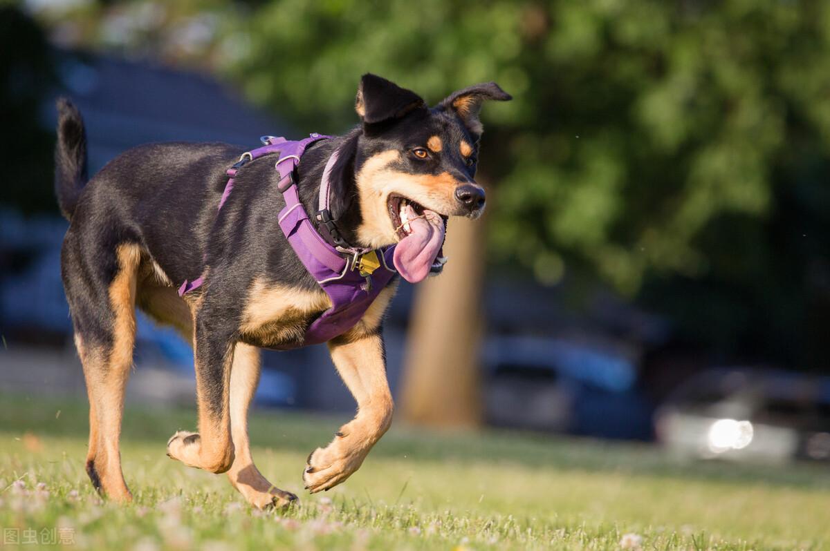 聪明的狗狗排行榜（10种最聪明的宠物狗犬种） 第3张