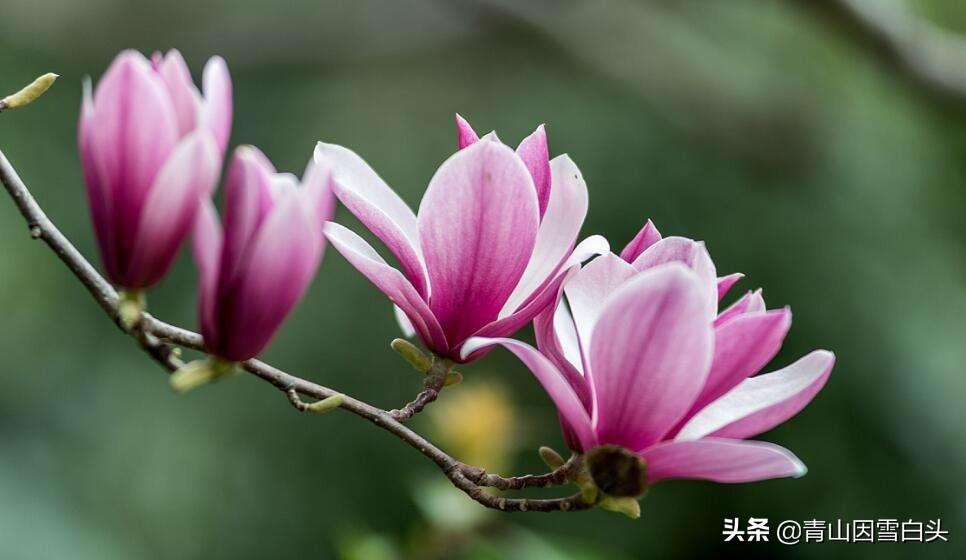 中国传统十二花神（什么样的花神在守护你） 第3张