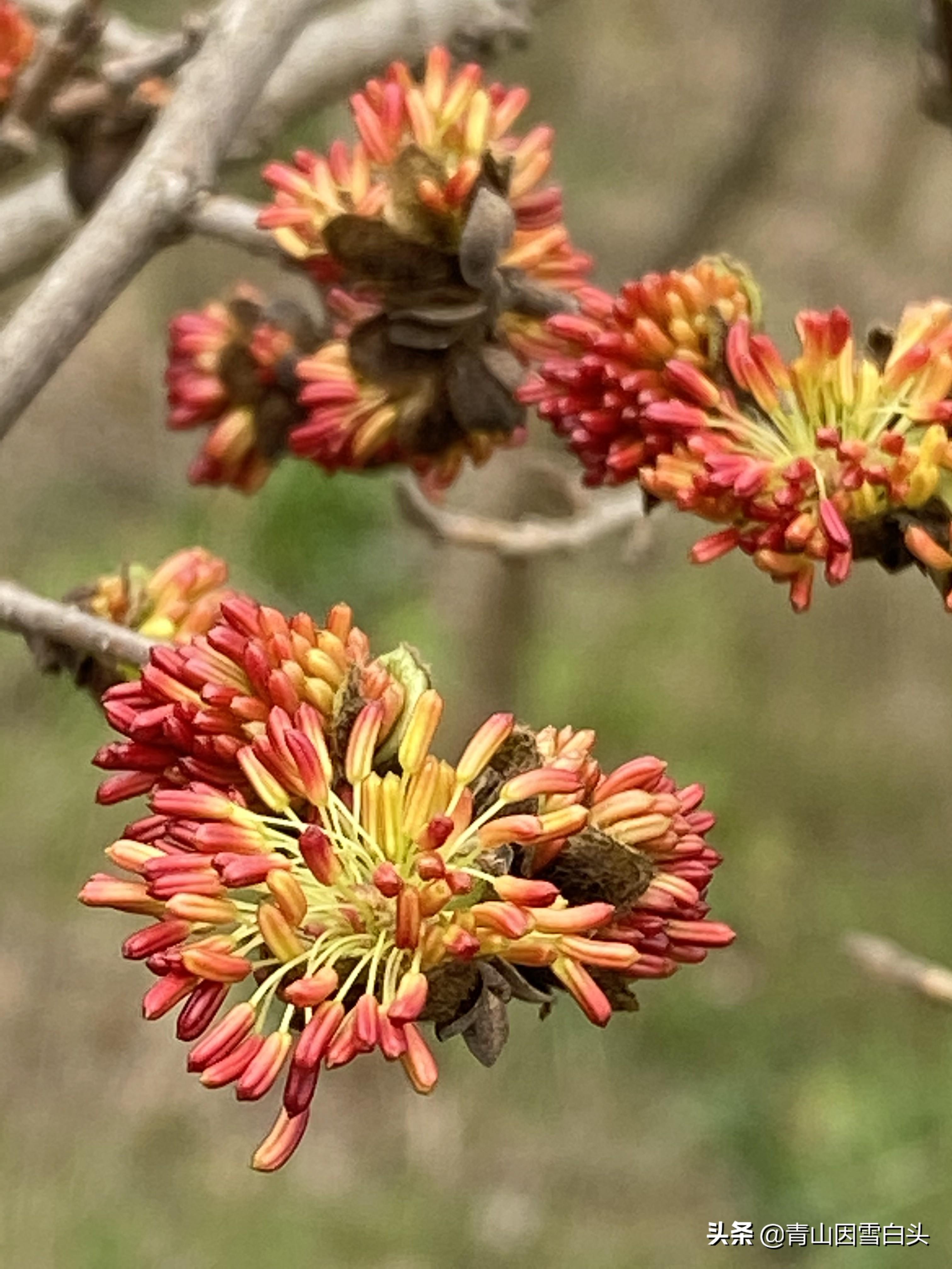 中国传统十二花神（什么样的花神在守护你） 第29张