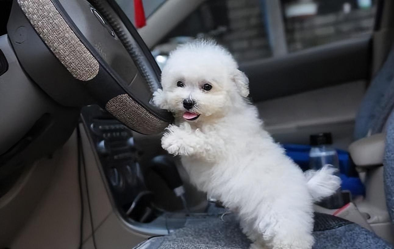 小型犬哪个最聪明最好养（盘点好养又不贵的小型犬） 第11张