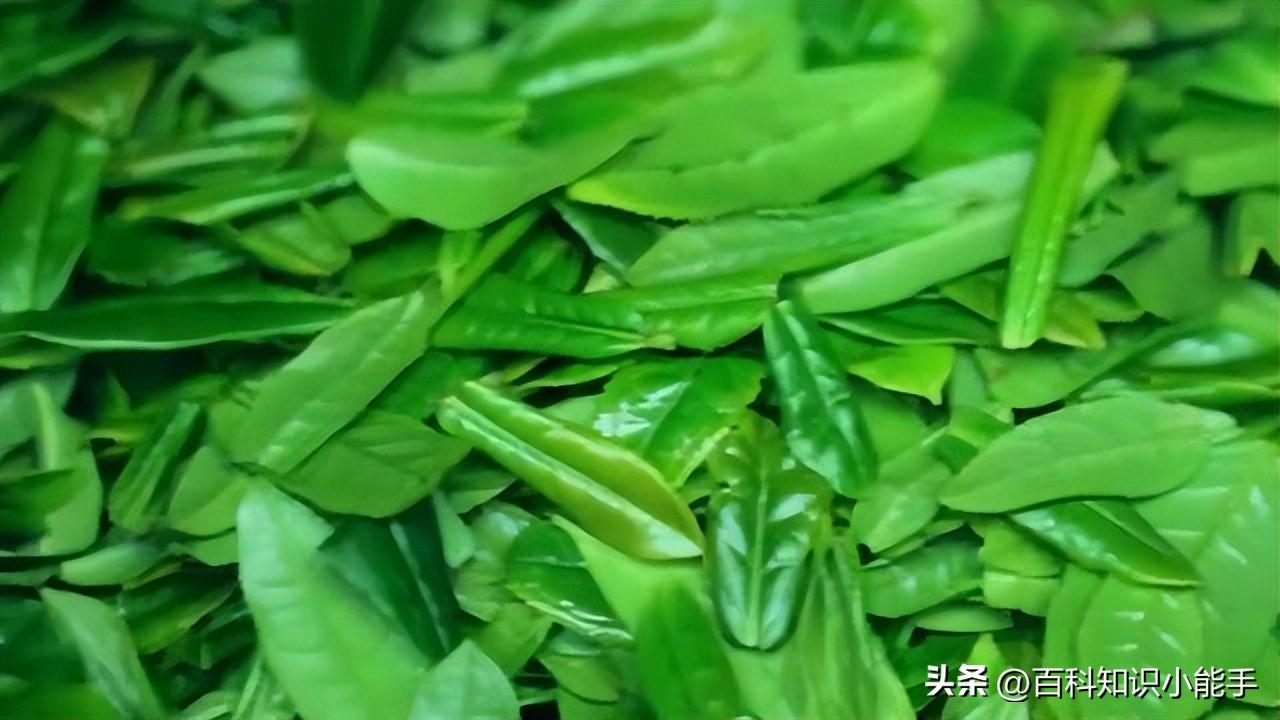 名茶排名前十的茶（中国正宗十大名茶简介） 第7张