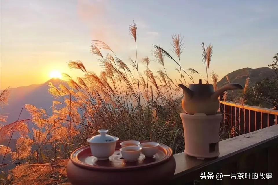 单丛茶是什么茶类（单丛茶的特点及产地介绍） 第1张