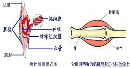 运动系统结构图简笔画图片