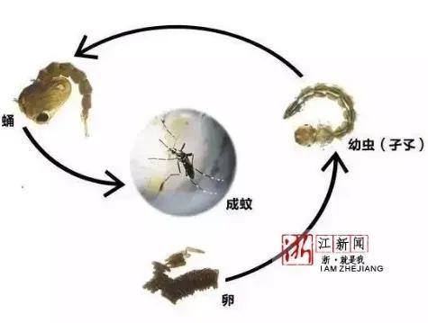 蚊子能活多久（蚊子最多可以活四个月吗） 第1张