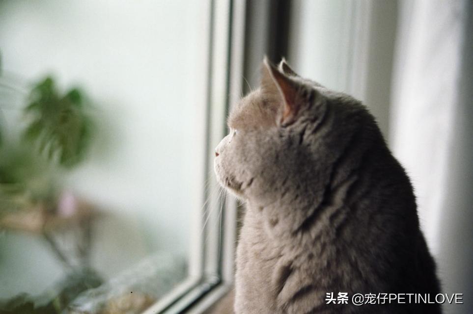 猫一个人在家能撑几天（猫咪是否可以单独待十天） 第5张