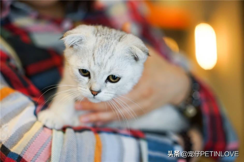 猫一个人在家能撑几天（猫咪是否可以单独待十天） 第7张