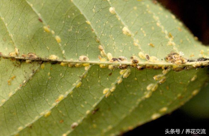 5种不死虫介绍（在农村这5种虫子生命最顽强） 第1张