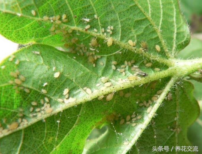 5种不死虫介绍（在农村这5种虫子生命最顽强） 第13张