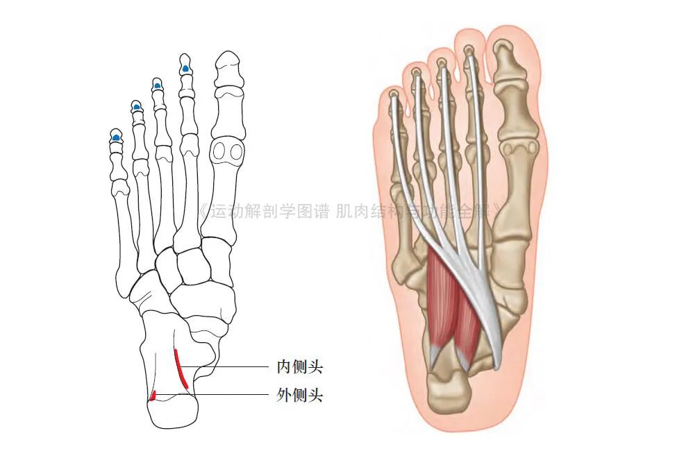 脚的各个部位详细图（足部肌肉解剖图解及展示） 第11张