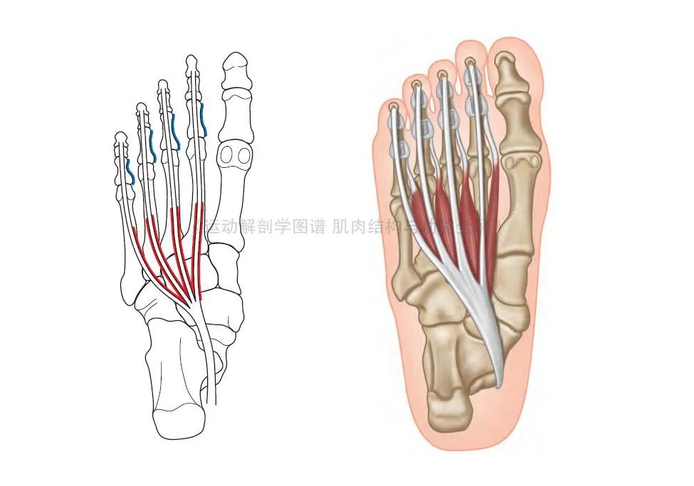 脚的各个部位详细图（足部肌肉解剖图解及展示） 第13张