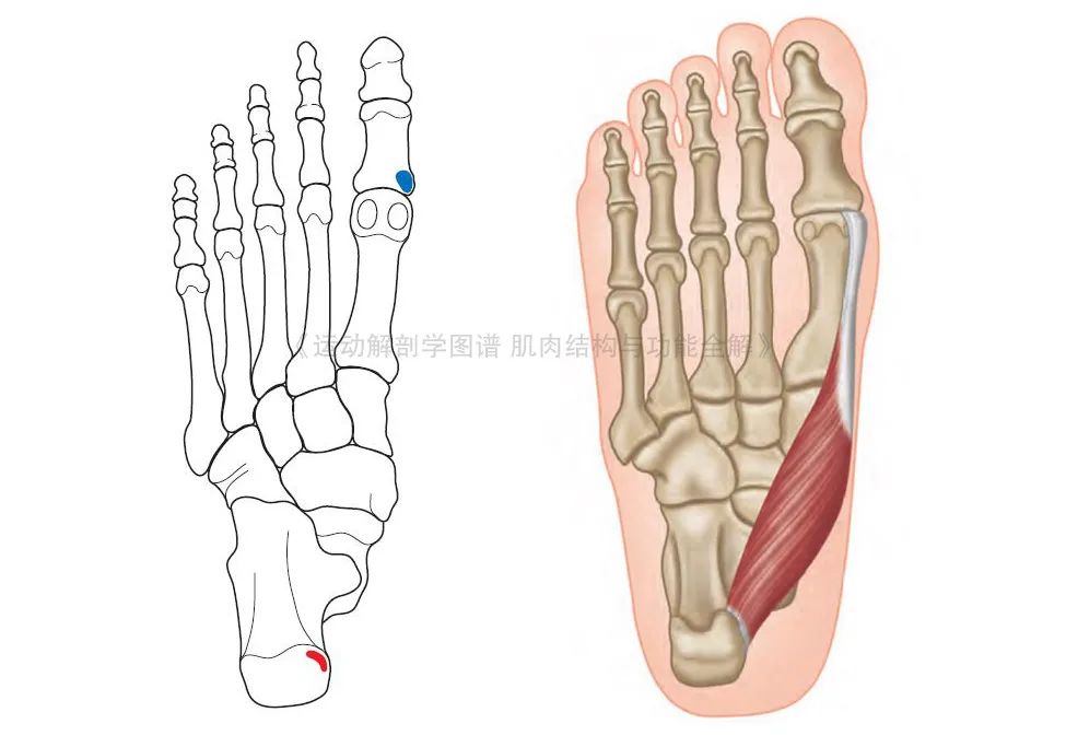 脚的各个部位详细图（足部肌肉解剖图解及展示） 第5张