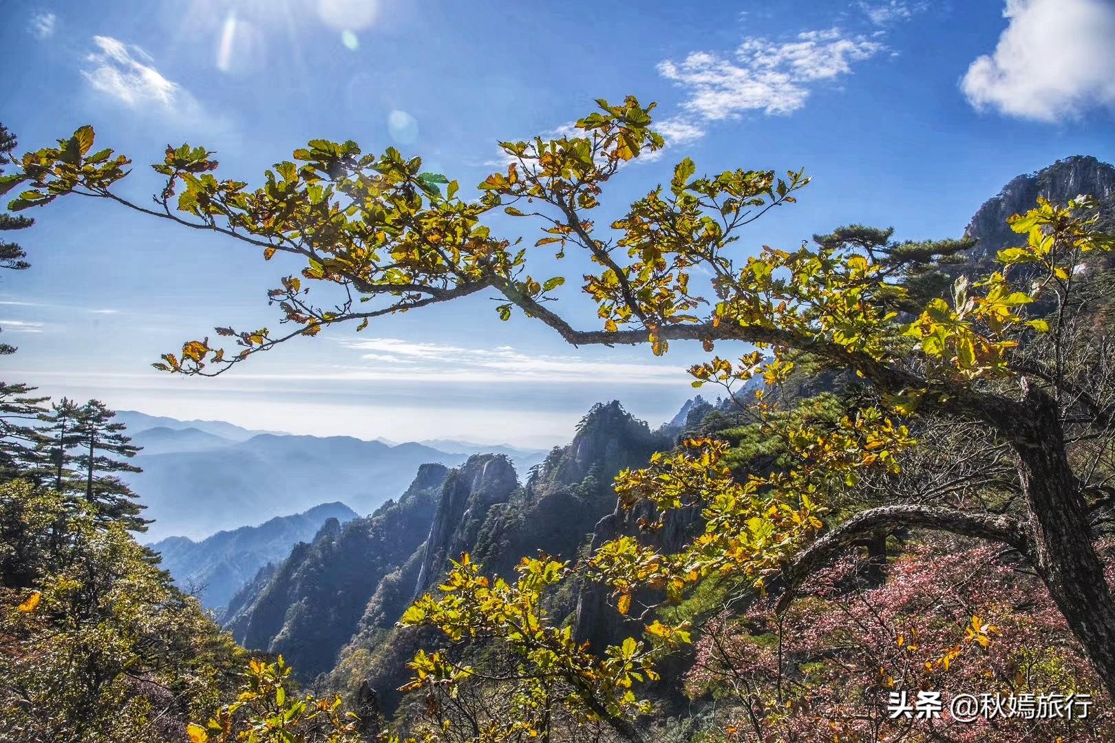 被誉为“天下第一奇山”的黄山，斑斓秋色惹人醉，不愧为旅游胜地 第15张