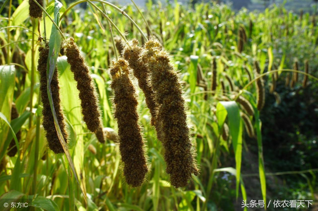 菽是指哪类农作物？菽是“豆类”总称 第11张