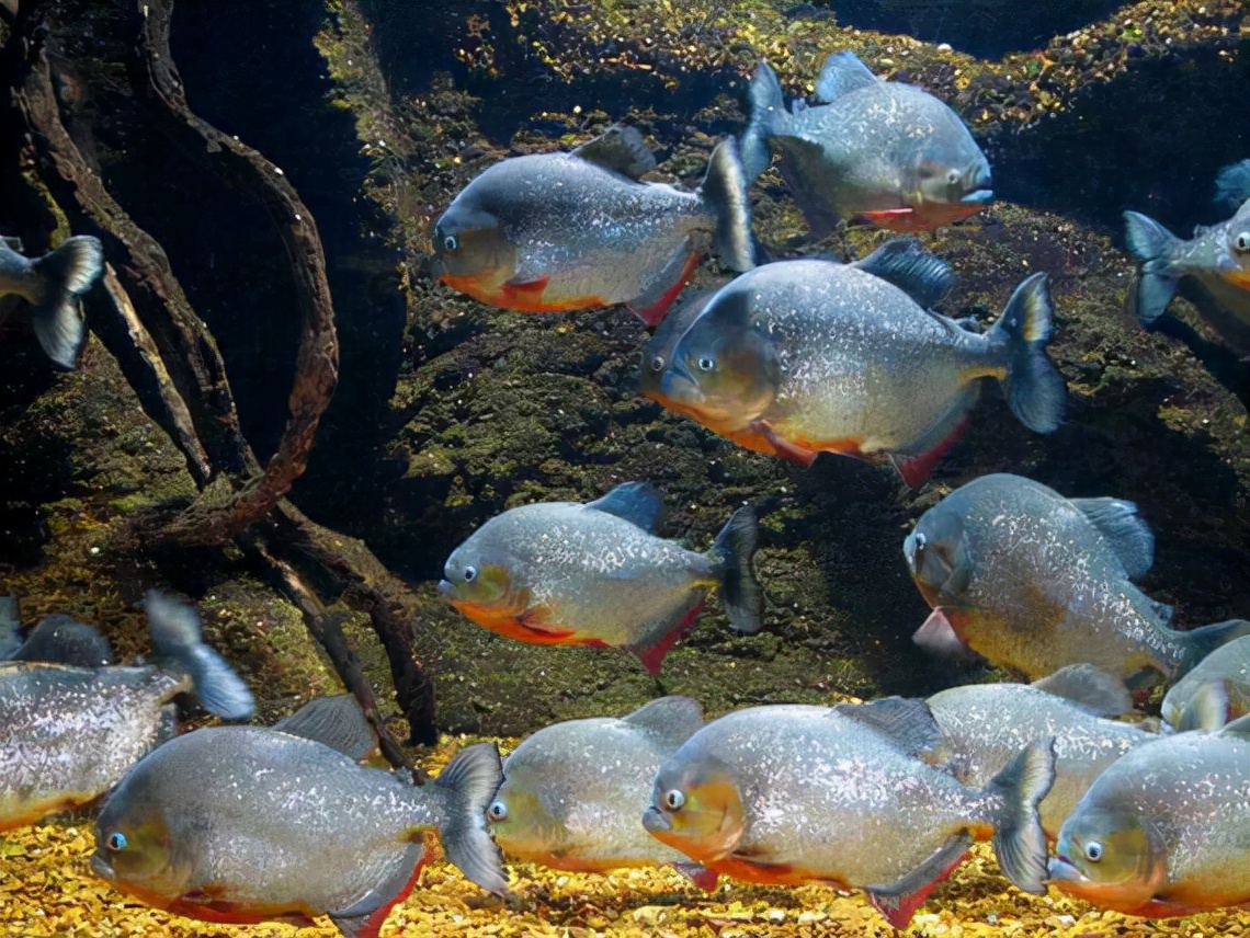 亚马逊河中隐藏的十大恐怖生物，谁是真正的霸主？食人鱼是开胃菜 第5张