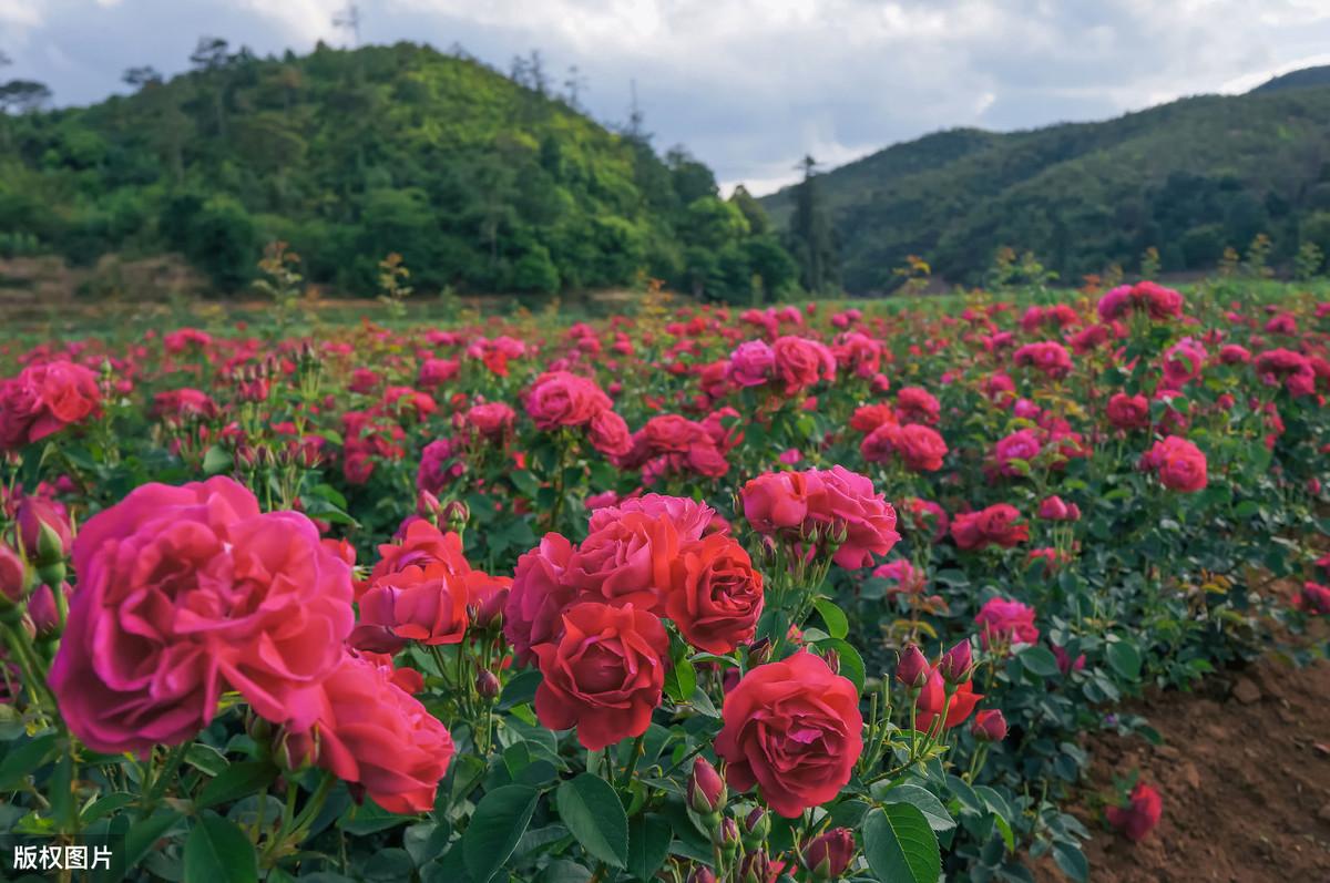 各国国花图片及名称（世界国花大盘点） 第19张