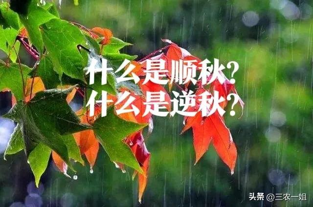 立秋是哪天？公历每年8月7日至9日 第5张