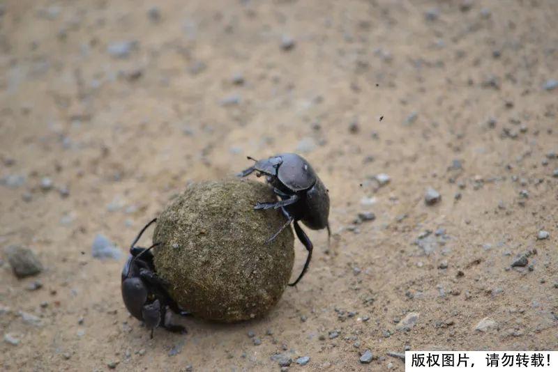 屎壳郎为什么要推粪球？它以粪便为食还要繁殖后代 第9张