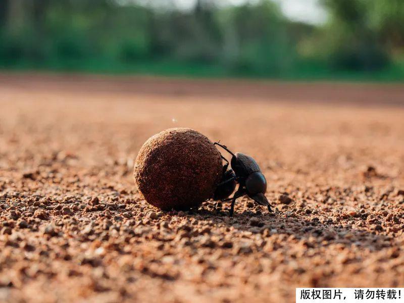 屎壳郎为什么要推粪球？它以粪便为食还要繁殖后代 第7张