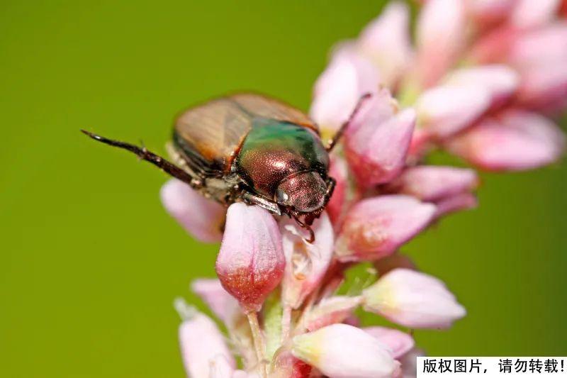 屎壳郎为什么要推粪球？它以粪便为食还要繁殖后代 第5张