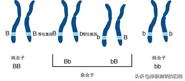 近亲为什么不能结婚？有哪些危害？ 第9张