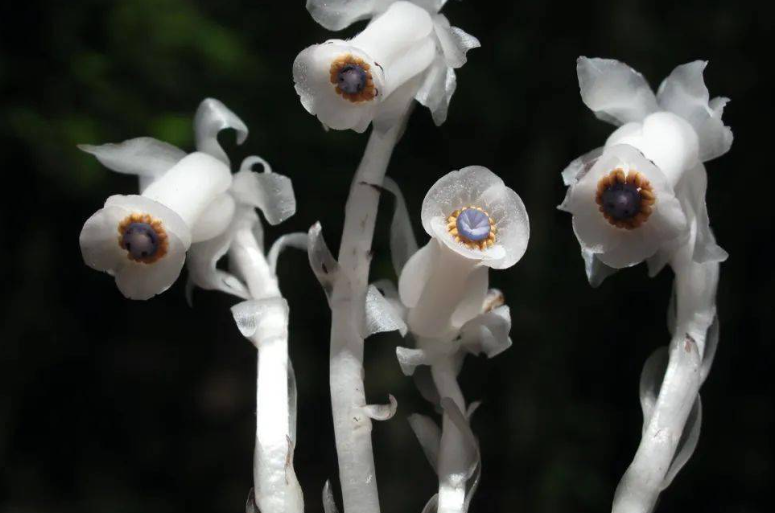 冥界之花有哪些（冥界四花大盘点） 第11张